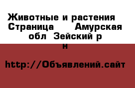  Животные и растения - Страница 10 . Амурская обл.,Зейский р-н